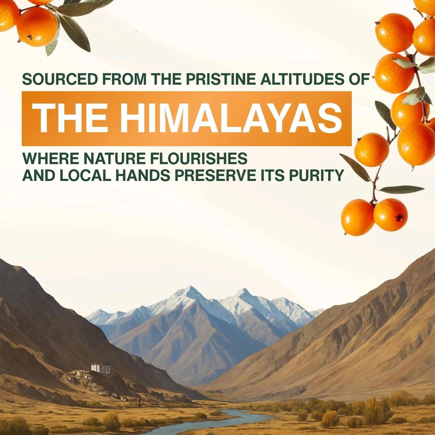 sea buckthorn berry powder benefits