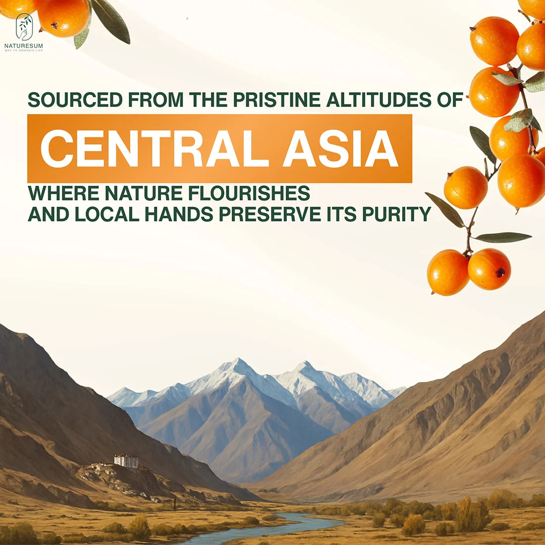 NATURESUM HIMALAYAN SEA BUCKTHORN BERRIES POWDER